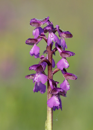 Green-winged Orchid Anacamptis morio