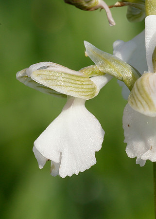 Green-winged Orchid Anacamptis morio