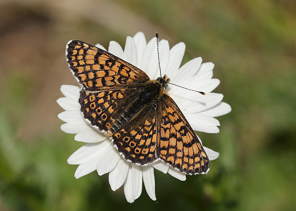 Glanville Fritillary Melitaea cinxiia