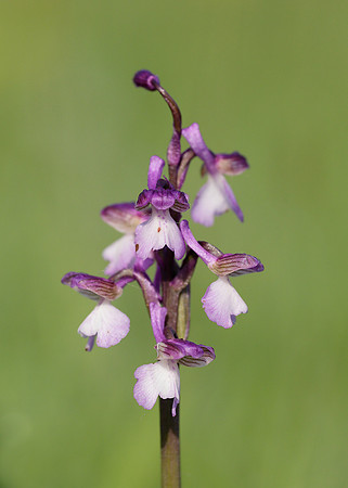 Green-winged Orchid Anacamptis morio