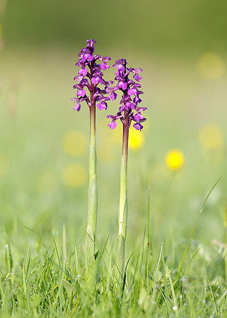Green-winged Orchid Anacamptis morio