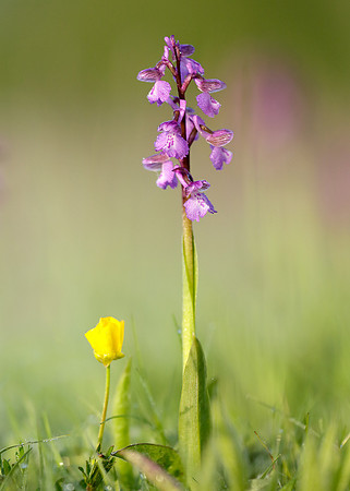 Green-winged Orchid Anacamptis morio
