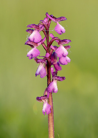Green-winged Orchid Anacamptis morio