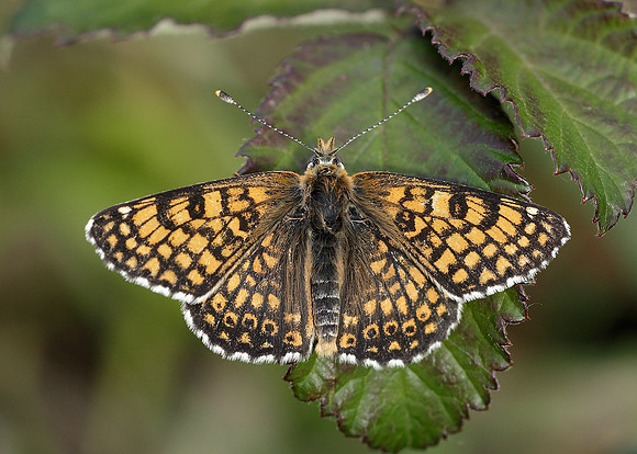Glanville Fritillary Melitaea cinxiia