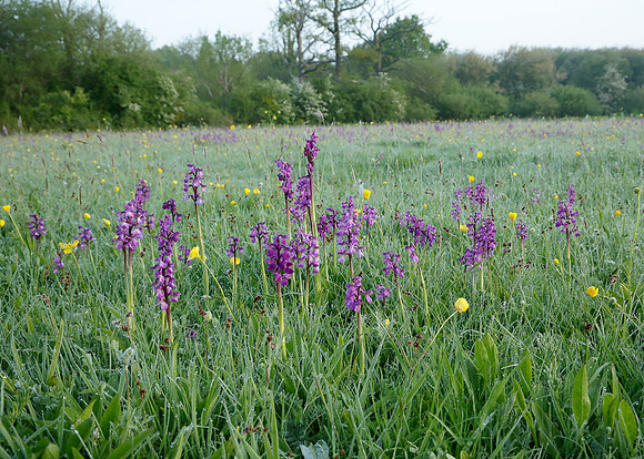 Green-winged Orchid Anacamptis morio