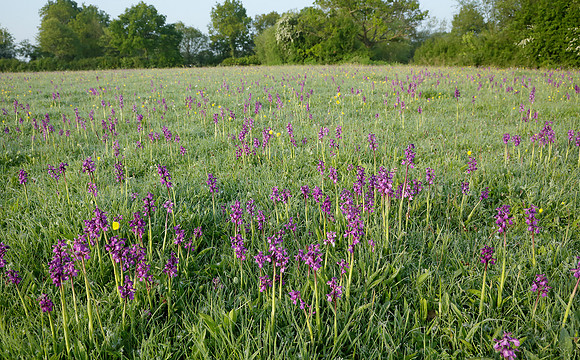 Green-winged Orchid Anacamptis morio