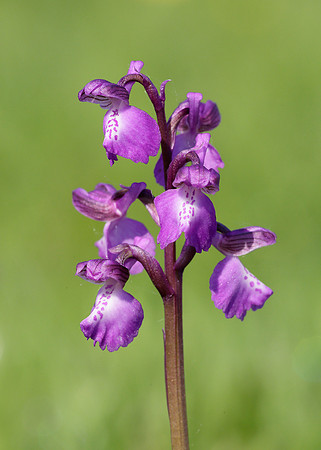 Green-winged Orchid Anacamptis morio