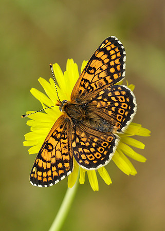 Glanville Fritillary Melitaea cinxia