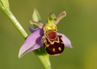 Bee Orchid Ophrys apifera