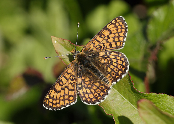 Glanville Fritillary Melitaea cinxiia