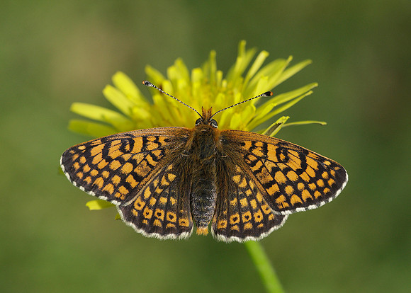 Glanville Fritillary Melitaea cinxiia