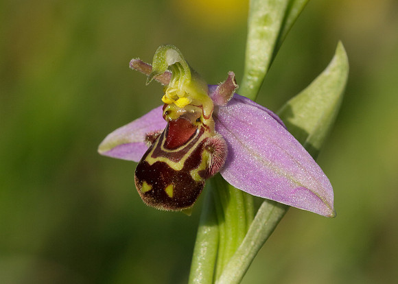 Bee Orchid Ophrys apifera