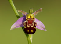 Bee Orchid Ophrys apifera