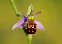 Bee Orchid Ophrys apifera