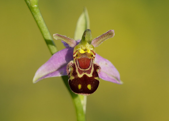 Bee Orchid Ophrys apifera