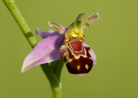 Bee Orchid Ophrys apifera