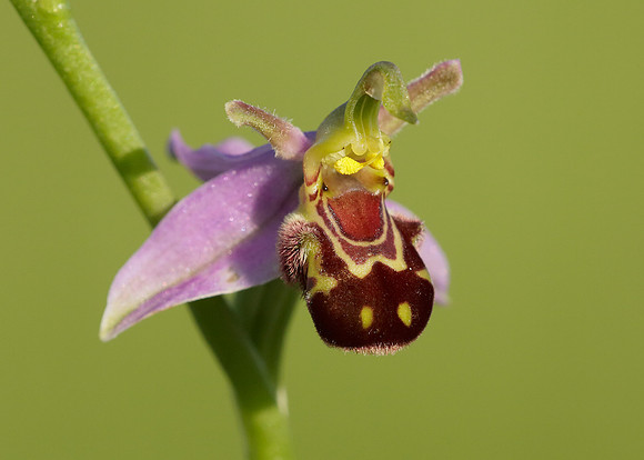 Bee Orchid Ophrys apifera