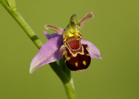 Bee Orchid Ophrys apifera
