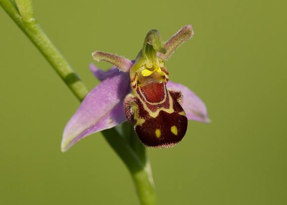 Bee Orchid Ophrys apifera