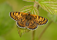 Glanville Fritillary Melitaea cinxiia