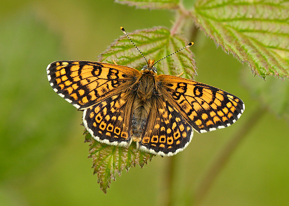 Glanville Fritillary Melitaea cinxia