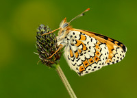Glanville Fritillary Melitaea cinxia
