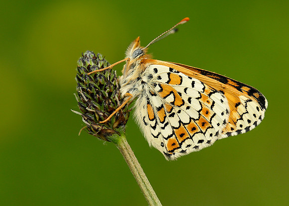 Glanville Fritillary Melitaea cinxia