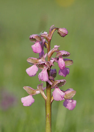 Green-winged Orchid Anacamptis morio