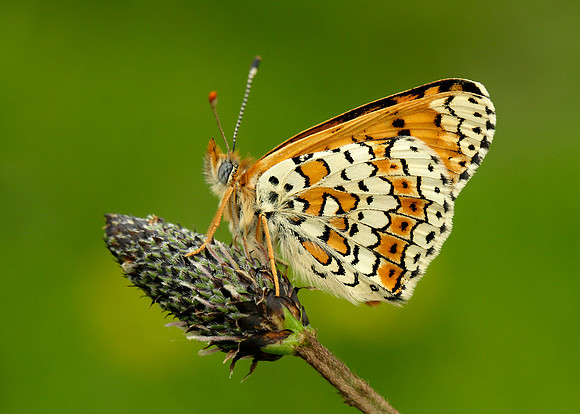 Glanville Fritillary Melitaea cinxia