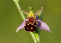 Bee Orchid Ophrys apifera