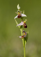 Bee Orchid Ophrys apifera