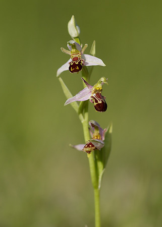 Bee Orchid Ophrys apifera