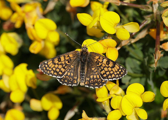 Glanville Fritillary Melitaea cinxiia