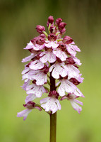 Lady Orchid Orchis purpurea