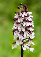 Lady Orchid Lady Orchid Orchis purpurea