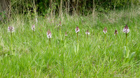 Lady Orchid Orchis purpurea