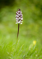 Lady Orchid Orchis purpurea