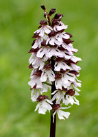 Lady Orchid Orchis purpurea