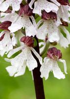 Lady Orchid Orchis purpurea