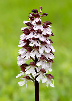Lady Orchid Orchis purpurea