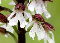 Lady Orchid Orchis purpurea