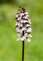 Lady Orchid Orchis purpurea