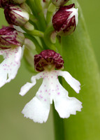 Lady Orchid Orchis purpurea