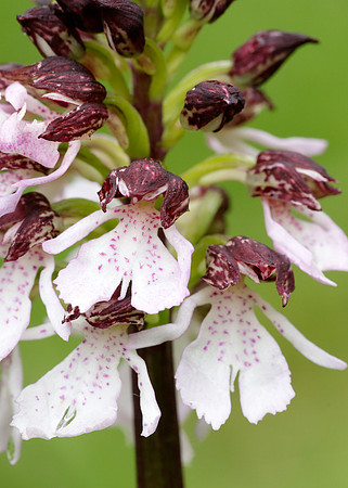 Lady Orchid Orchis purpurea