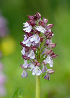 Lady Orchid Orchis purpurea