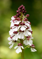 Lady Orchid Orchis purpurea