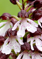Lady Orchid Orchis purpurea