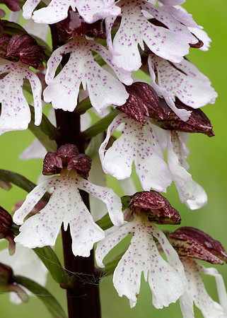 Lady Orchid Orchis purpurea