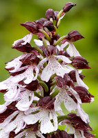 Lady Orchid Orchis purpurea