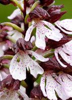 Lady Orchid Orchis purpurea